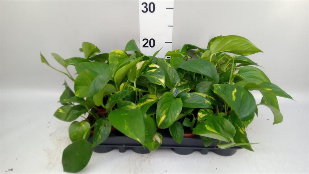 Горшечные цветы и растения оптом Epipremnum Pinn. aureum от 12шт (для телеги) из Голландии с доставкой по России
