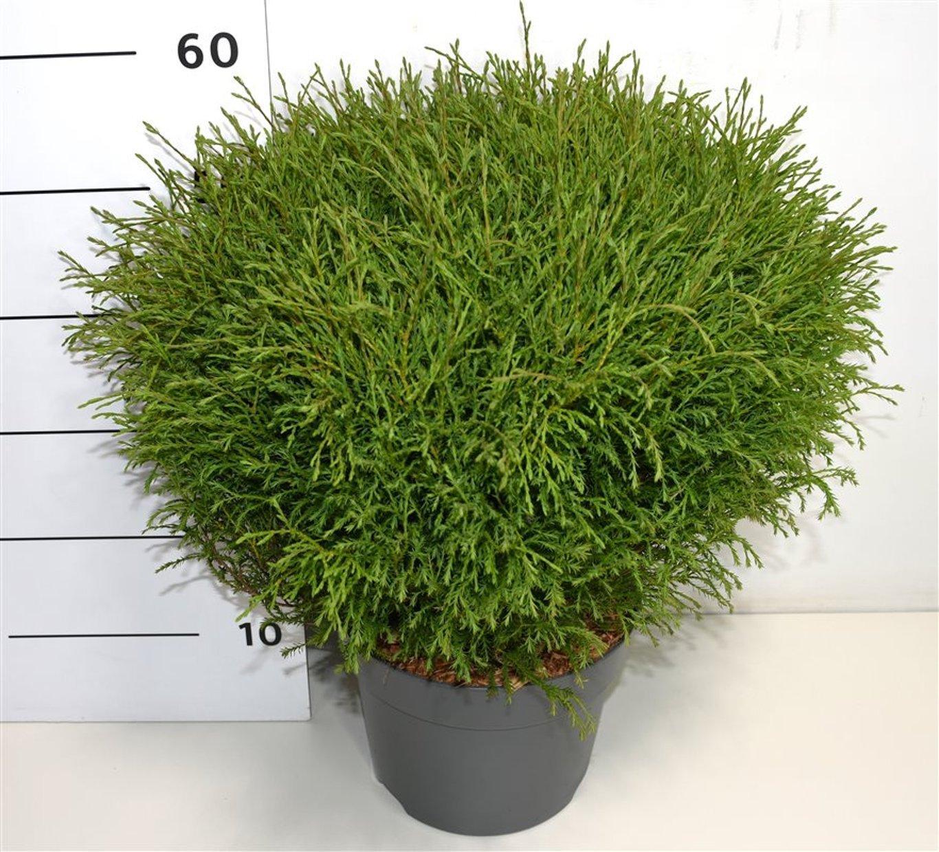 Горшечные цветы и растения оптом Thuja Occ Mr Bowling Ball от 1шт из Голландии с доставкой по России