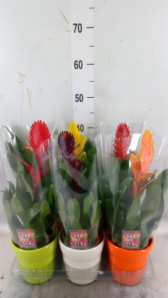 Горшечные цветы и растения оптом Vriesea   ...mix 6 от 6шт из Голландии с доставкой по России