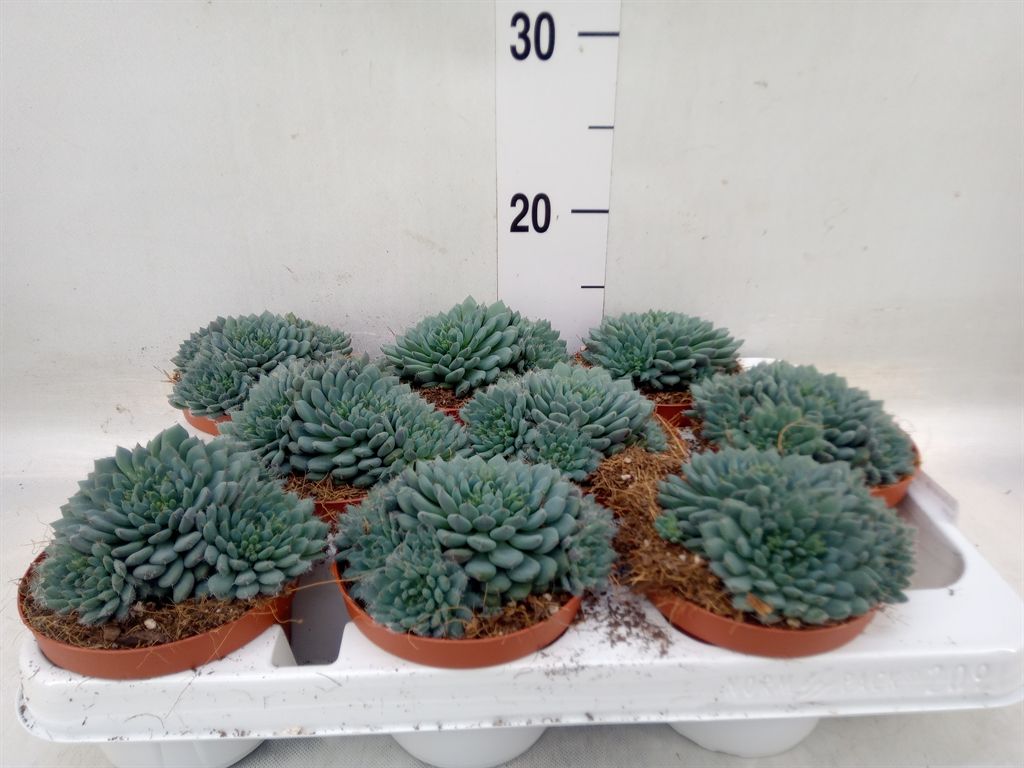 Горшечные цветы и растения оптом Echeveria   ... от 9шт из Голландии с доставкой по России