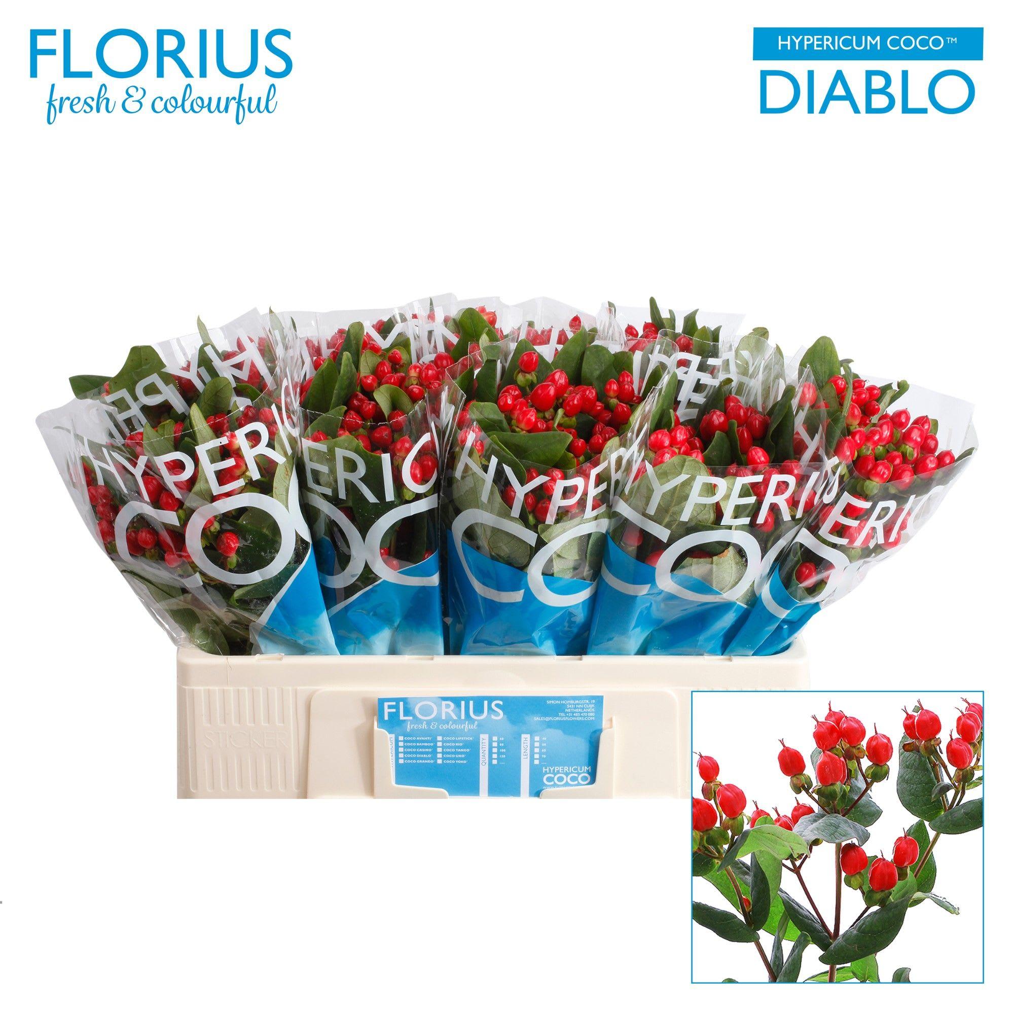 Срезанные цветы оптом Hypericum coco diablo от 80шт из Голландии с доставкой по России