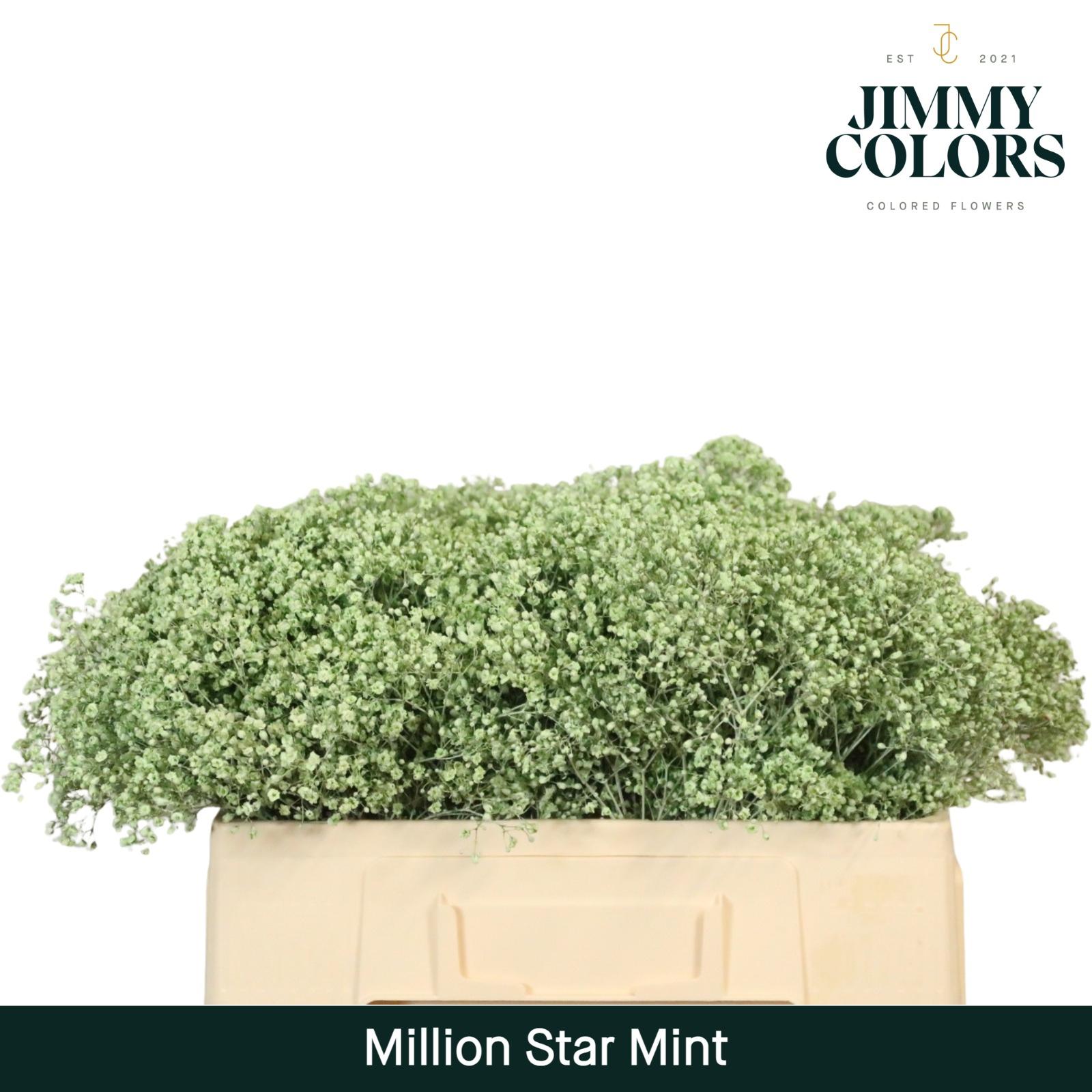 Срезанные цветы оптом Gyps fine paint mintgreen от 100шт из Голландии с доставкой по России