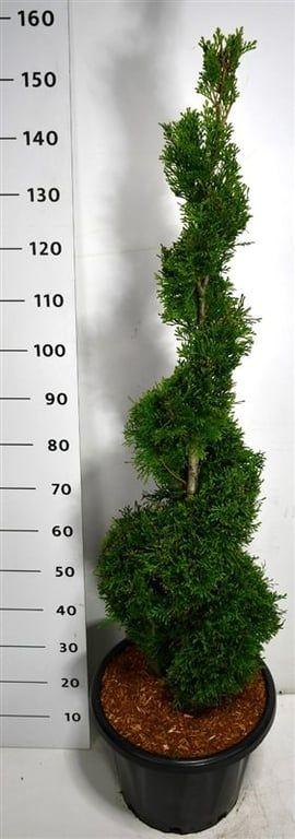 Горшечные цветы и растения оптом Thuja Occ Smaragd от 1шт из Голландии с доставкой по России