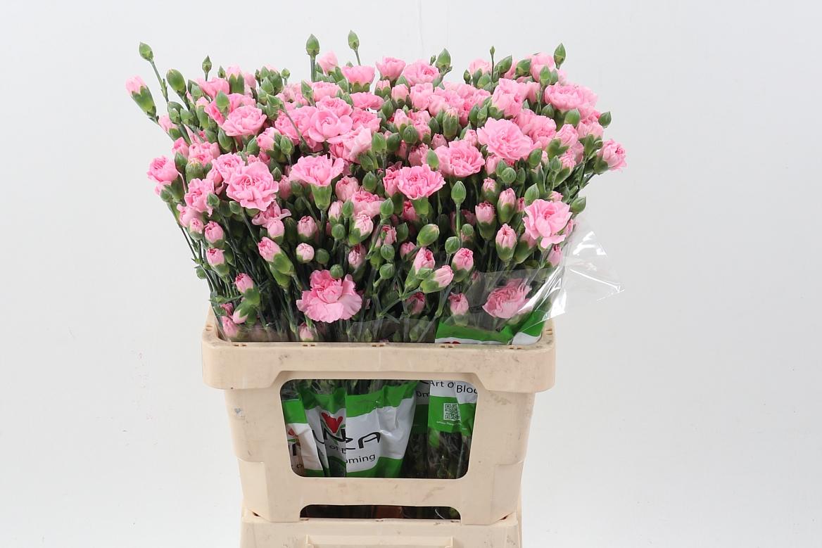 Срезанные цветы оптом Dianthus sp roxanne от 100шт из Голландии с доставкой по России