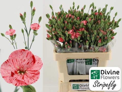 Срезанные цветы оптом Dianthus sp solandis stripefly от 60шт из Голландии с доставкой по России