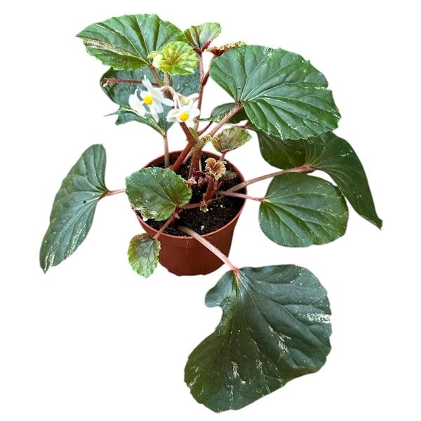Горшечные цветы и растения оптом Begonia Cucullata от 1шт (для телеги) из Голландии с доставкой по России