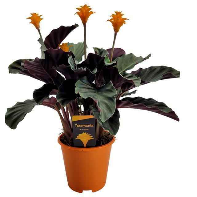 Горшечные цветы и растения оптом Calathea Croc. Tassmania от 6шт из Голландии с доставкой по России