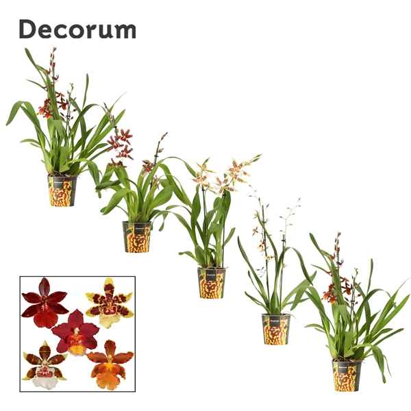 Горшечные цветы и растения оптом Cambria 2st Mix (decorum) от 6шт из Голландии с доставкой по России
