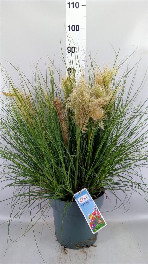 Горшечные цветы и растения оптом Cortaderia Sell. tiny Pampa от 1шт из Голландии с доставкой по России