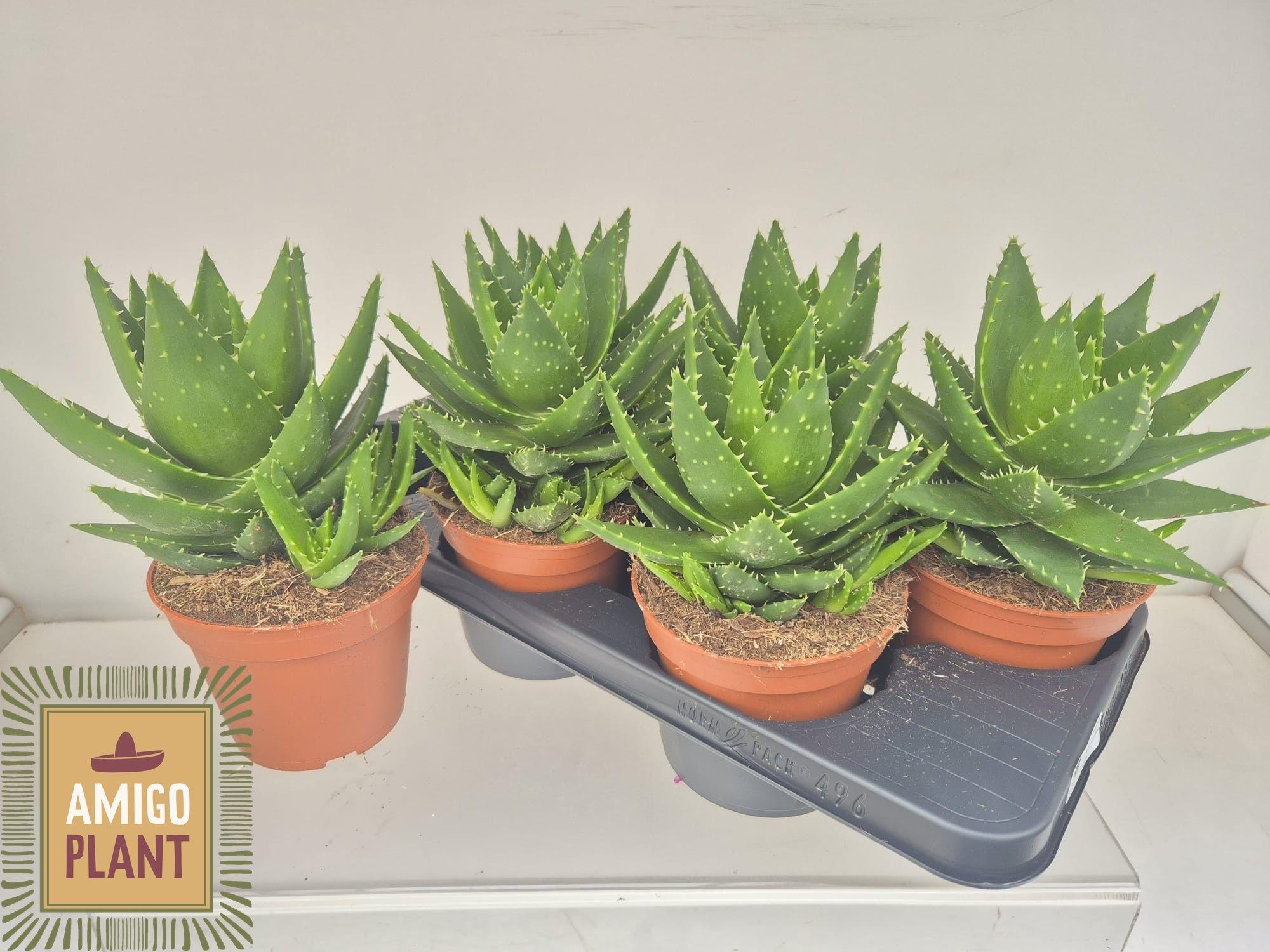 Горшечные цветы и растения оптом Aloe Perfoliata от 6шт из Голландии с доставкой по России