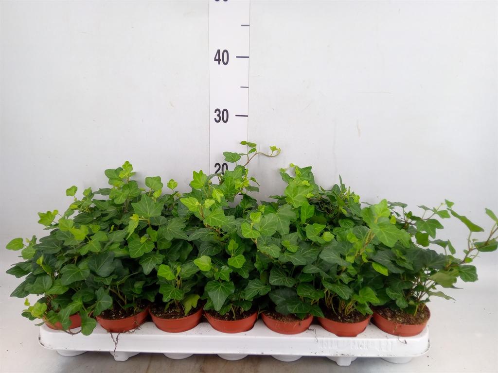 Горшечные цветы и растения оптом Hedera Green Wonder от 21шт (для телеги) из Голландии с доставкой по России