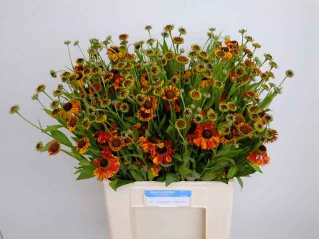 Срезанные цветы оптом Helenium orange beauty от 50шт из Голландии с доставкой по России