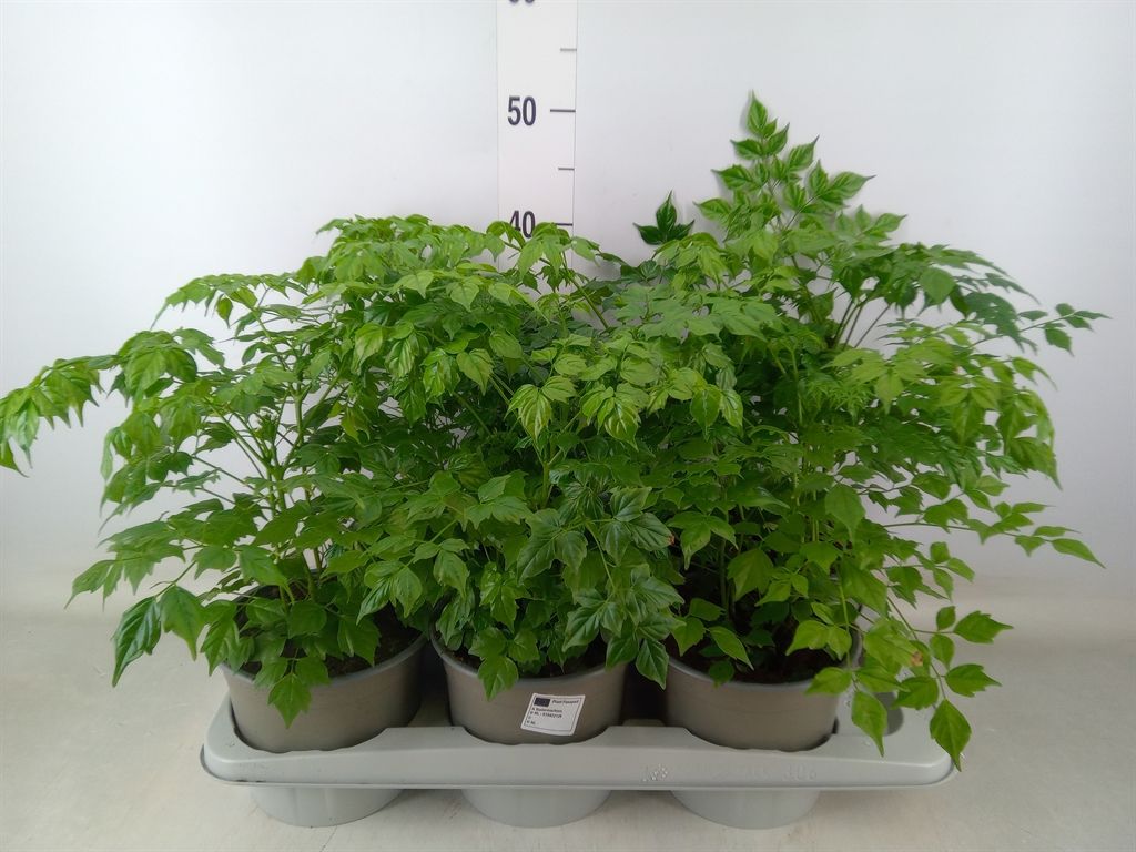 Горшечные цветы и растения оптом Radermachera Sinica от 6шт из Голландии с доставкой по России