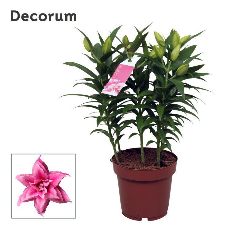 Горшечные цветы и растения оптом Lilium Or Roselily Esra 5pp от 5шт из Голландии с доставкой по России
