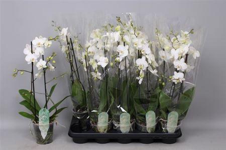 Горшечные цветы и растения оптом Phal Multi Venice White 30+ от 10шт из Голландии с доставкой по России