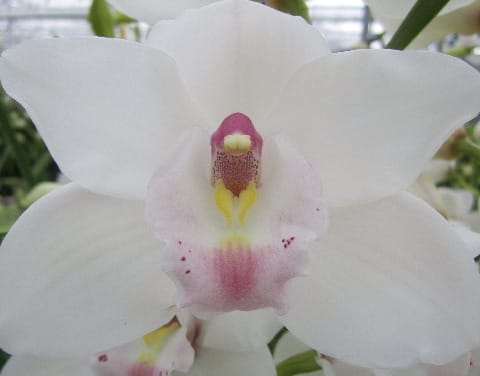 Срезанные цветы оптом Cymbidium white jungfrau dos pueblos от 10шт из Голландии с доставкой по России