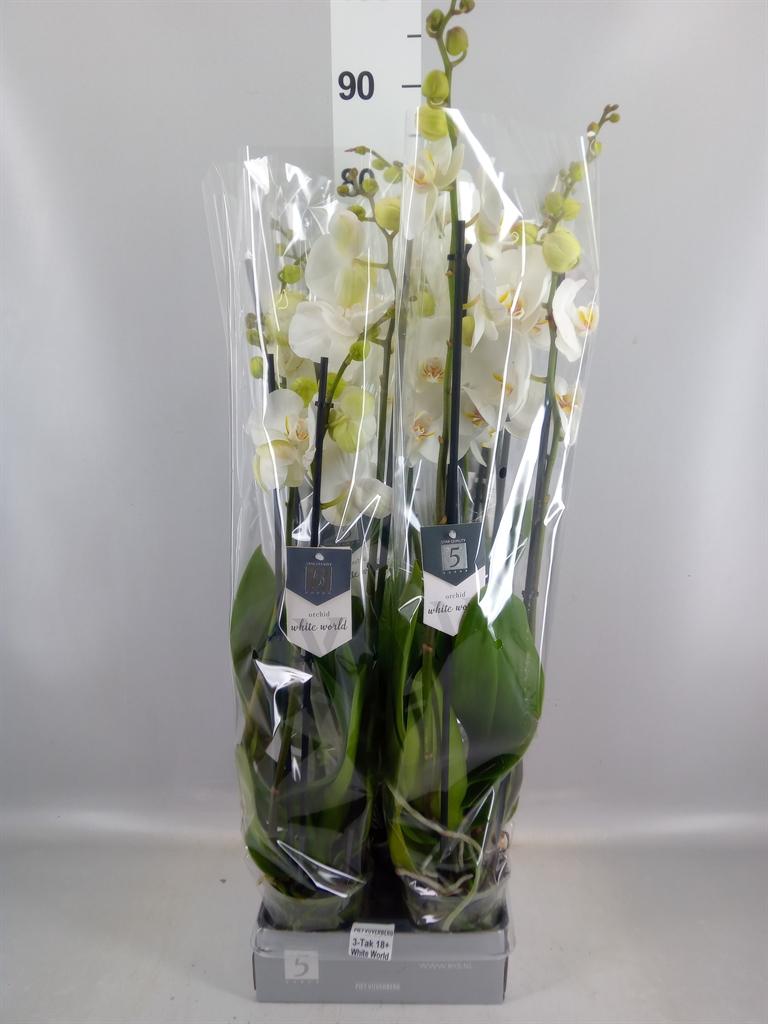 Горшечные цветы и растения оптом Phalaenopsis white World от 5шт из Голландии с доставкой по России