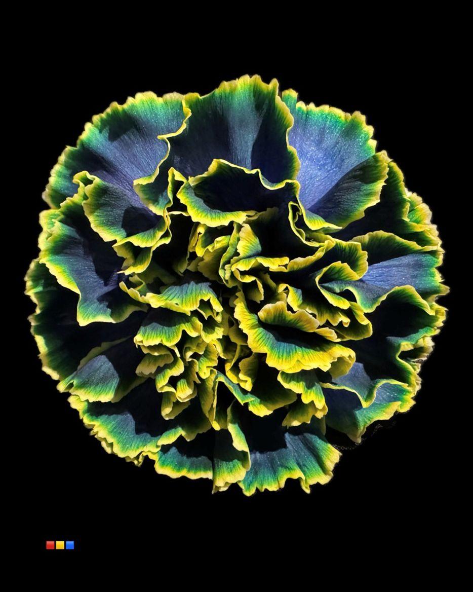 Срезанные цветы оптом Dianthus st paint sweden от 80шт из Голландии с доставкой по России