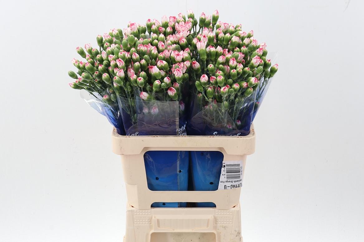 Срезанные цветы оптом Dianthus sp mellow от 100шт из Голландии с доставкой по России