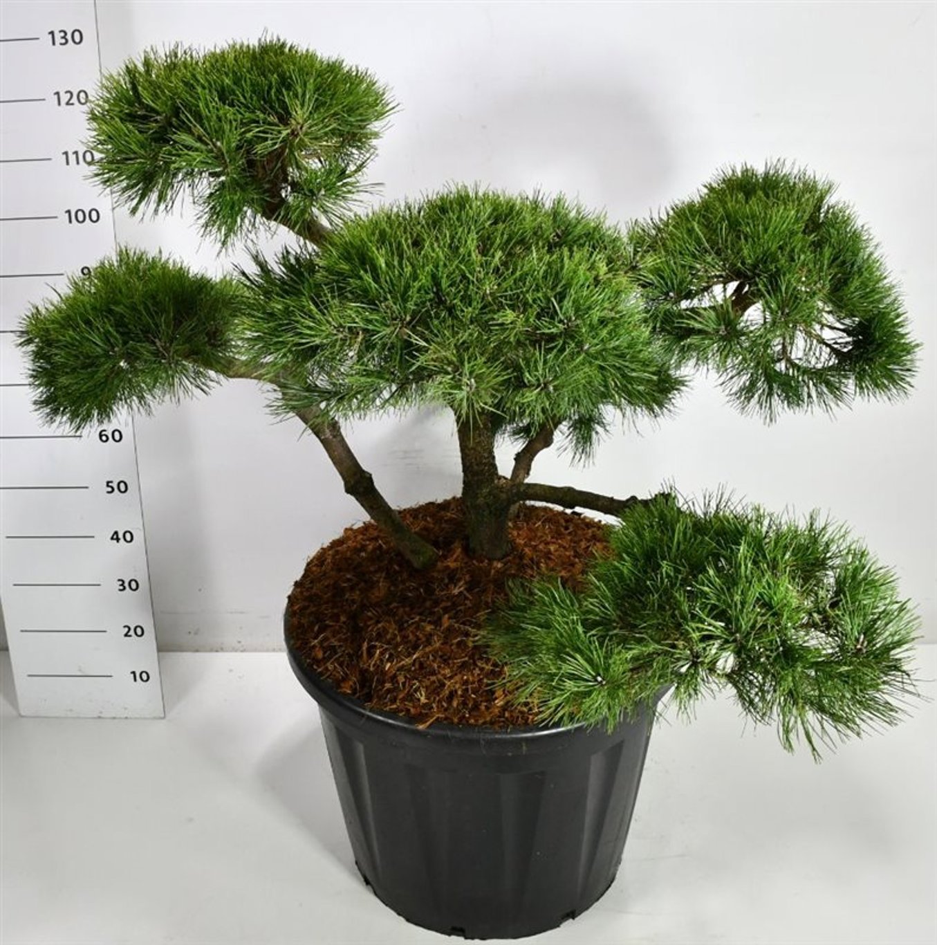 Горшечные цветы и растения оптом Pinus Nigra от 1шт из Голландии с доставкой по России