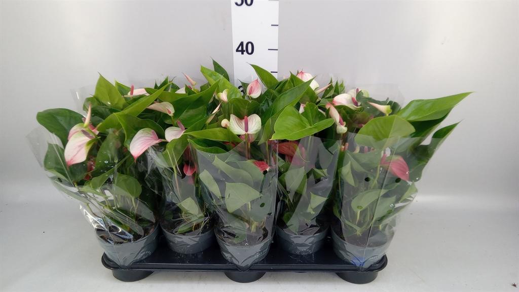 Горшечные цветы и растения оптом Anthurium Andr. lipa Pink Mini A от 10шт из Голландии с доставкой по России