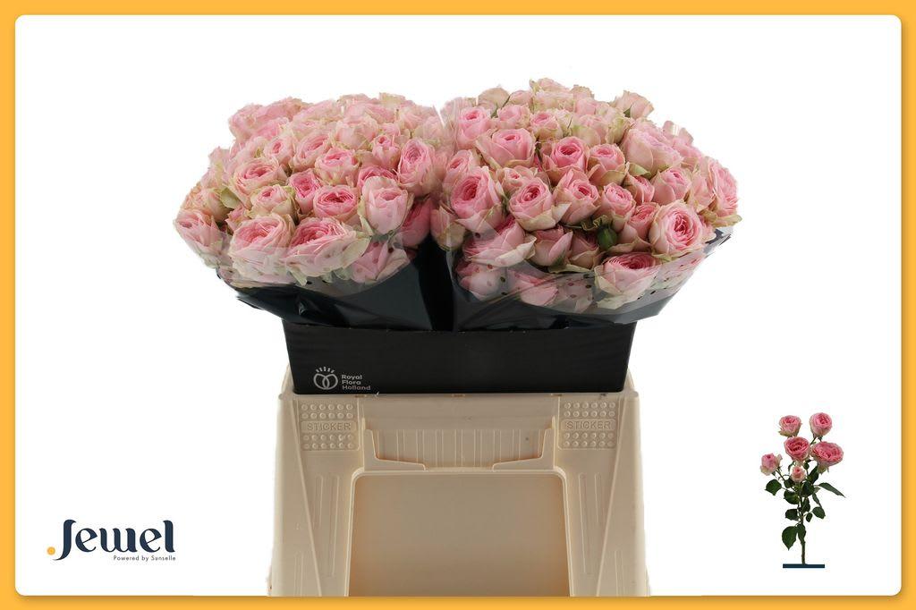 Срезанные цветы оптом Rosa spray yvette от 40шт из Голландии с доставкой по России