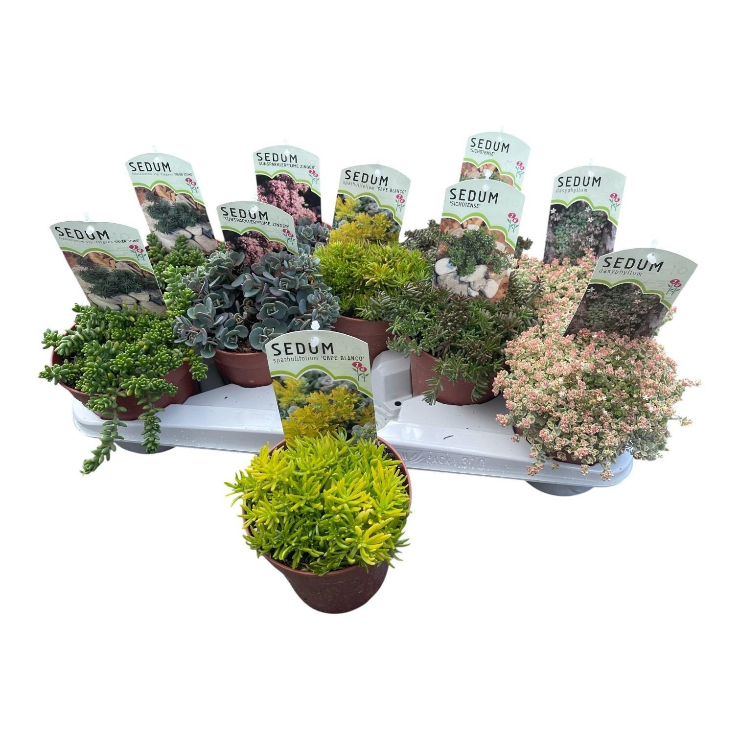 Горшечные цветы и растения оптом Sedum Ov от 10шт из Голландии с доставкой по России