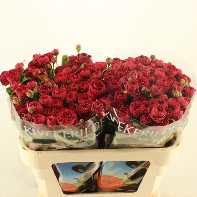 Срезанные цветы оптом Rosa spray maroon от 30шт из Голландии с доставкой по России