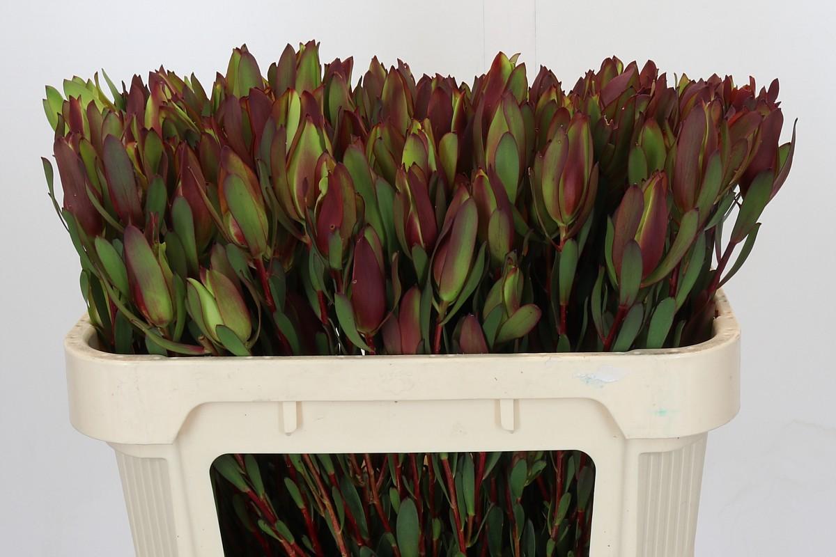 Срезанные цветы оптом Leucadendron senorita spray от 50шт из Голландии с доставкой по России