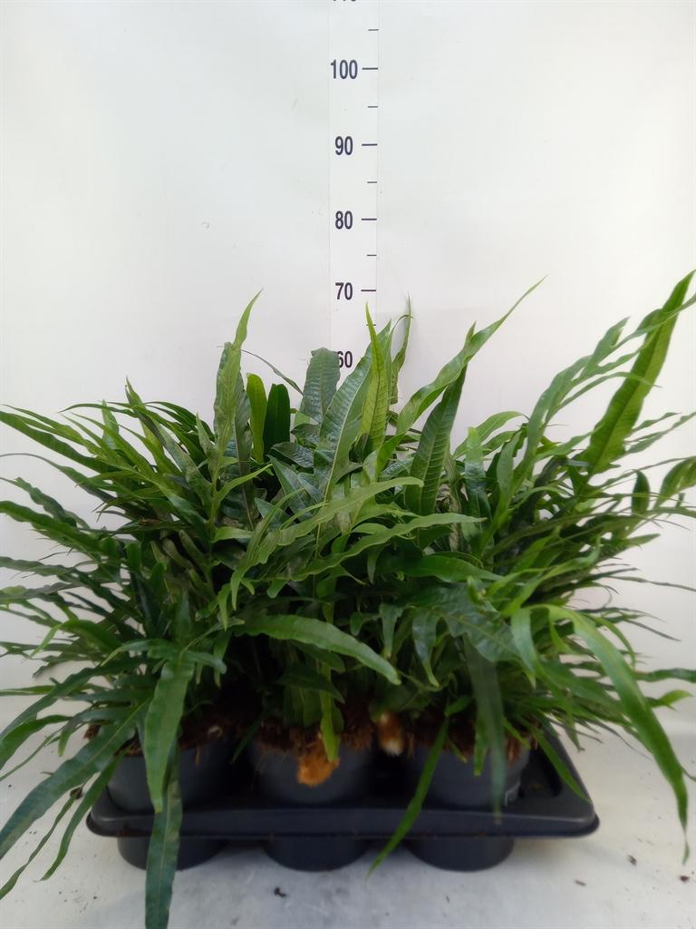 Горшечные цветы и растения оптом Aglaomorpha Coronans   ...juveniel от 6шт из Голландии с доставкой по России