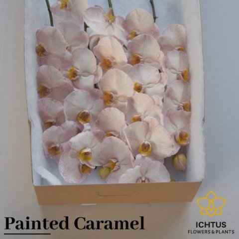 Срезанные цветы оптом Phalaenopsis paint caramel от 8шт из Голландии с доставкой по России