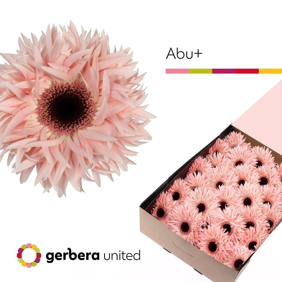 Срезанные цветы оптом Gerbera gerspider abu+ от 25шт из Голландии с доставкой по России