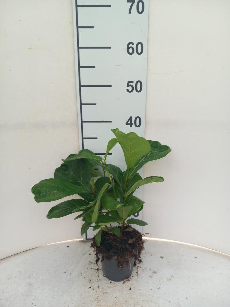 Горшечные цветы и растения оптом Ficus Lyrata от 12шт из Голландии с доставкой по России