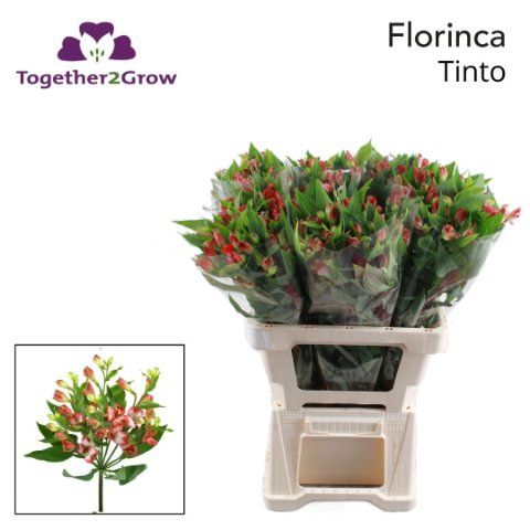 Срезанные цветы оптом Alstroemeria fl tinto от 60шт из Голландии с доставкой по России