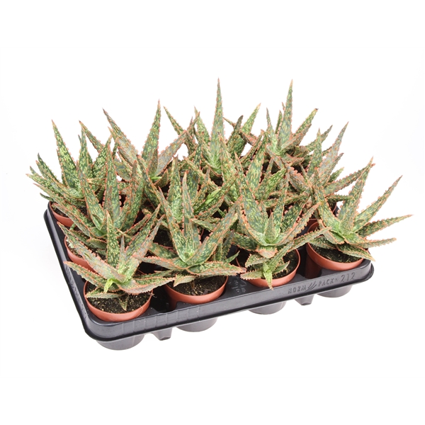 Горшечные цветы и растения оптом Aloe Vitro от 12шт (для телеги) из Голландии с доставкой по России