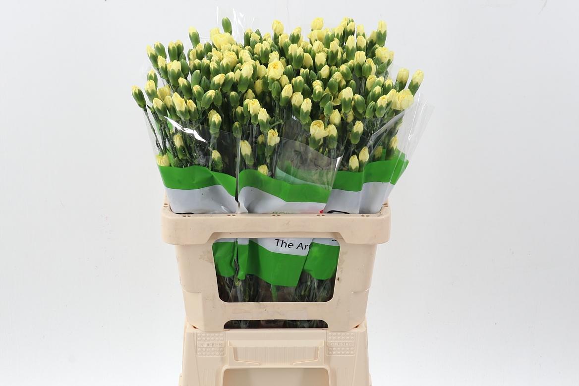 Срезанные цветы оптом Dianthus sp dino от 100шт из Голландии с доставкой по России