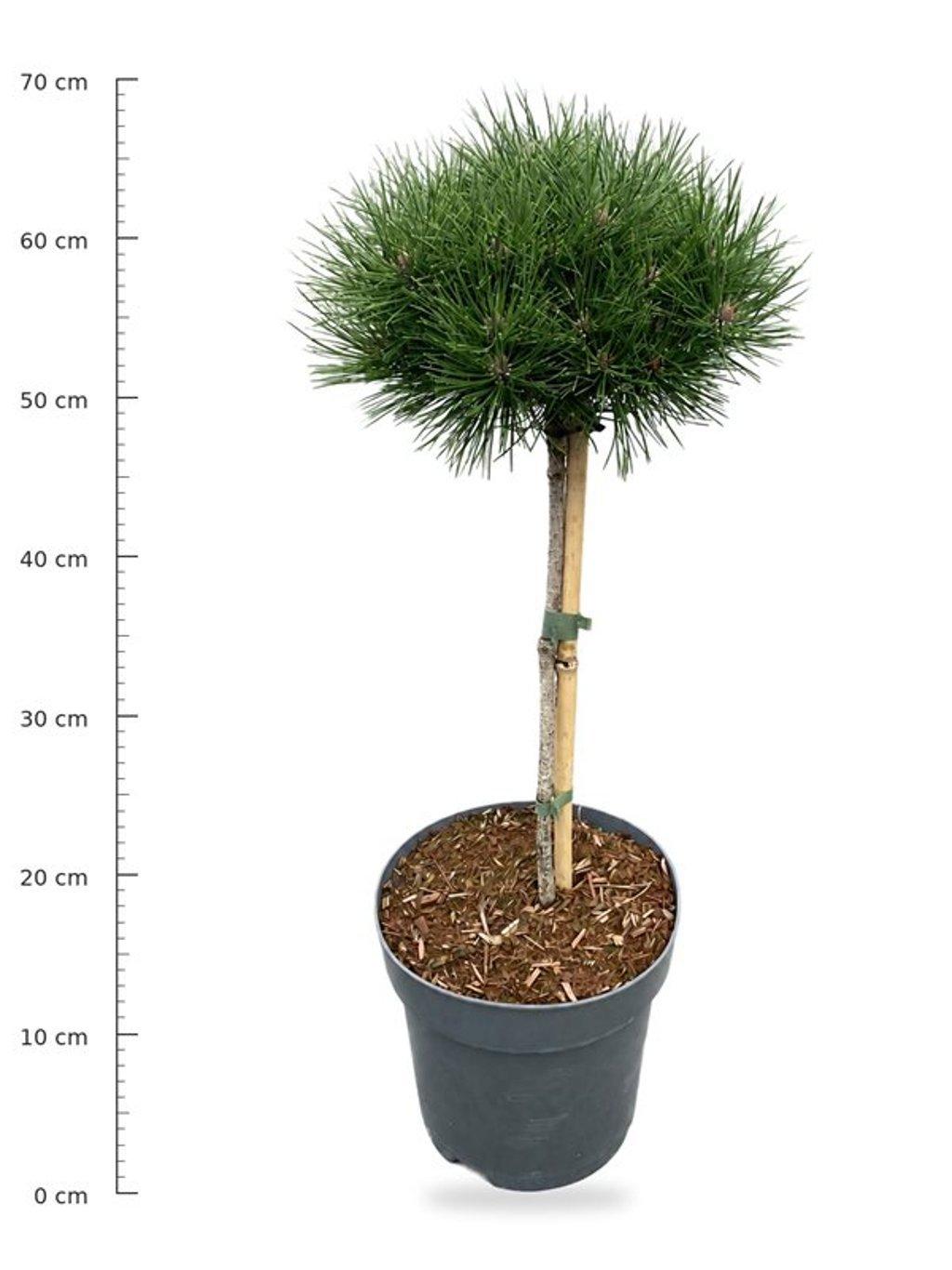 Горшечные цветы и растения оптом Pinus Nigra Bambino On Stem от 1шт из Голландии с доставкой по России
