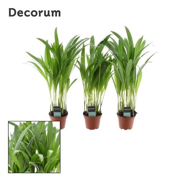 Горшечные цветы и растения оптом Dypsis Lutescens (decorum) от 16шт из Голландии с доставкой по России