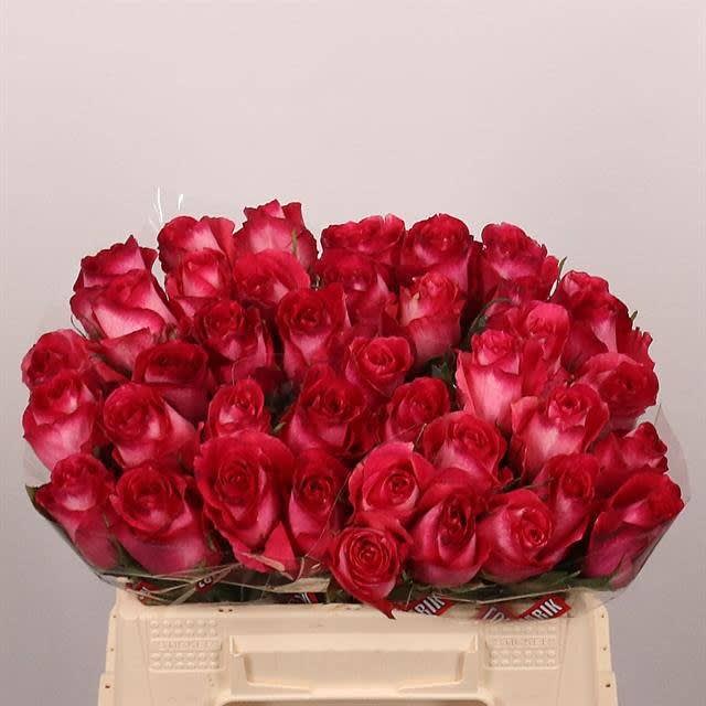 Срезанные цветы оптом Rosa large nicoletta от 40шт из Голландии с доставкой по России