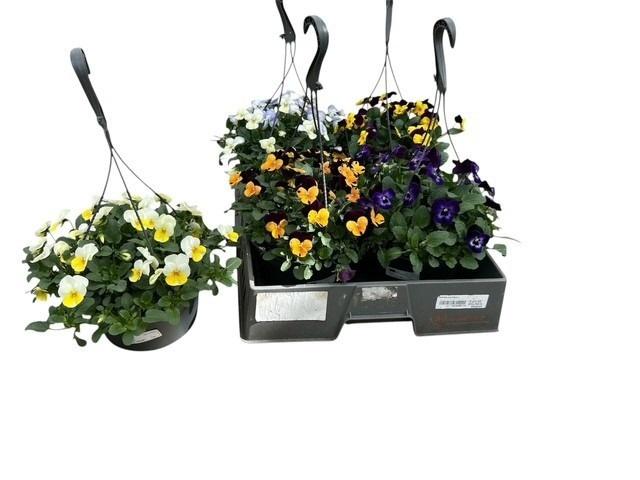 Горшечные цветы и растения оптом Vio Co Em Gem от 4шт из Голландии с доставкой по России