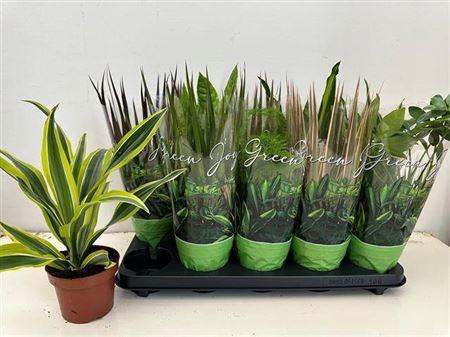 Горшечные цветы и растения оптом Kamerpl Gem Gr 6 Srt от 10шт из Голландии с доставкой по России