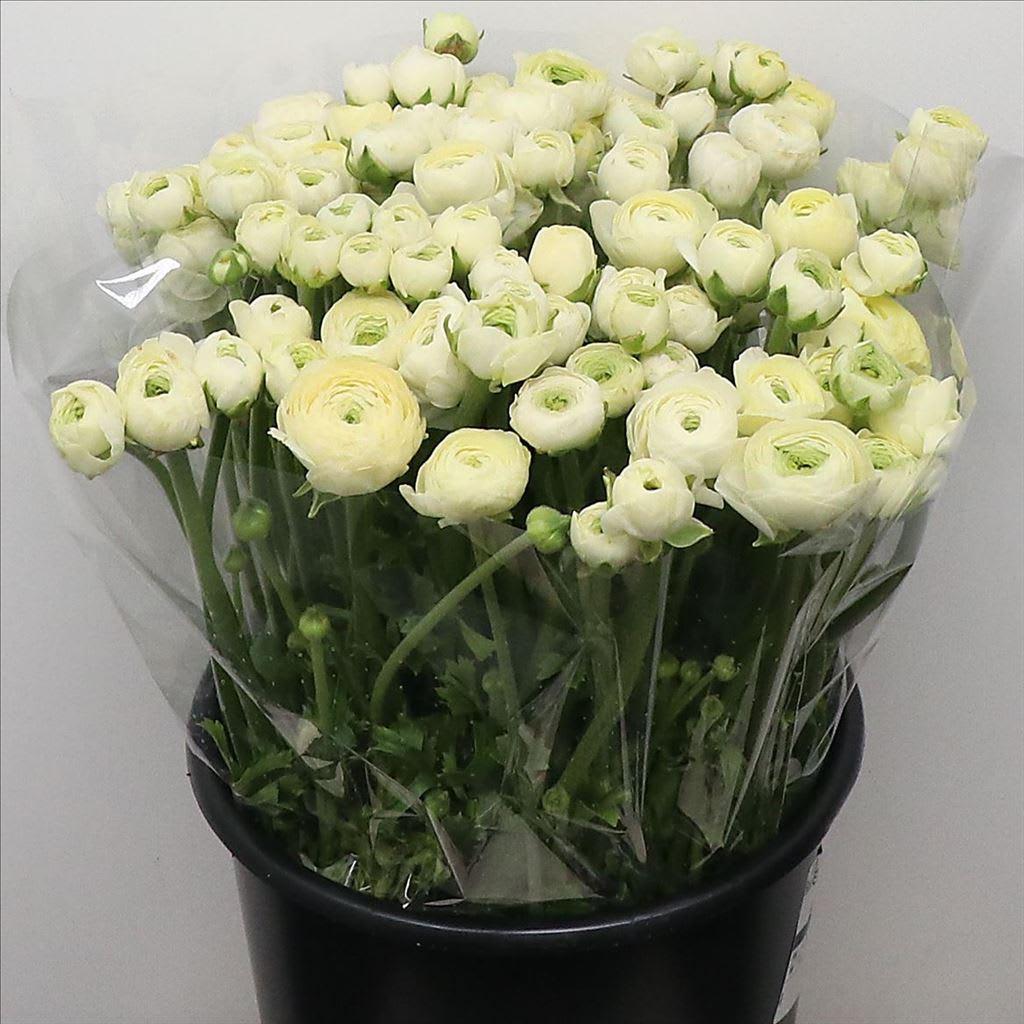 Срезанные цветы оптом Ranunculus elegance cream от 100шт из Голландии с доставкой по России