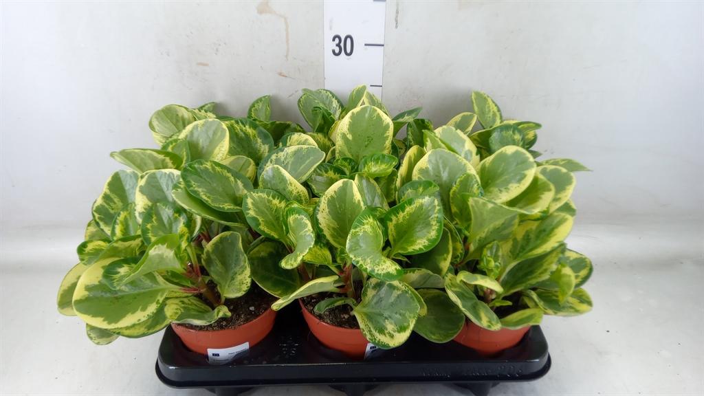 Горшечные цветы и растения оптом Peperomia от 6шт из Голландии с доставкой по России