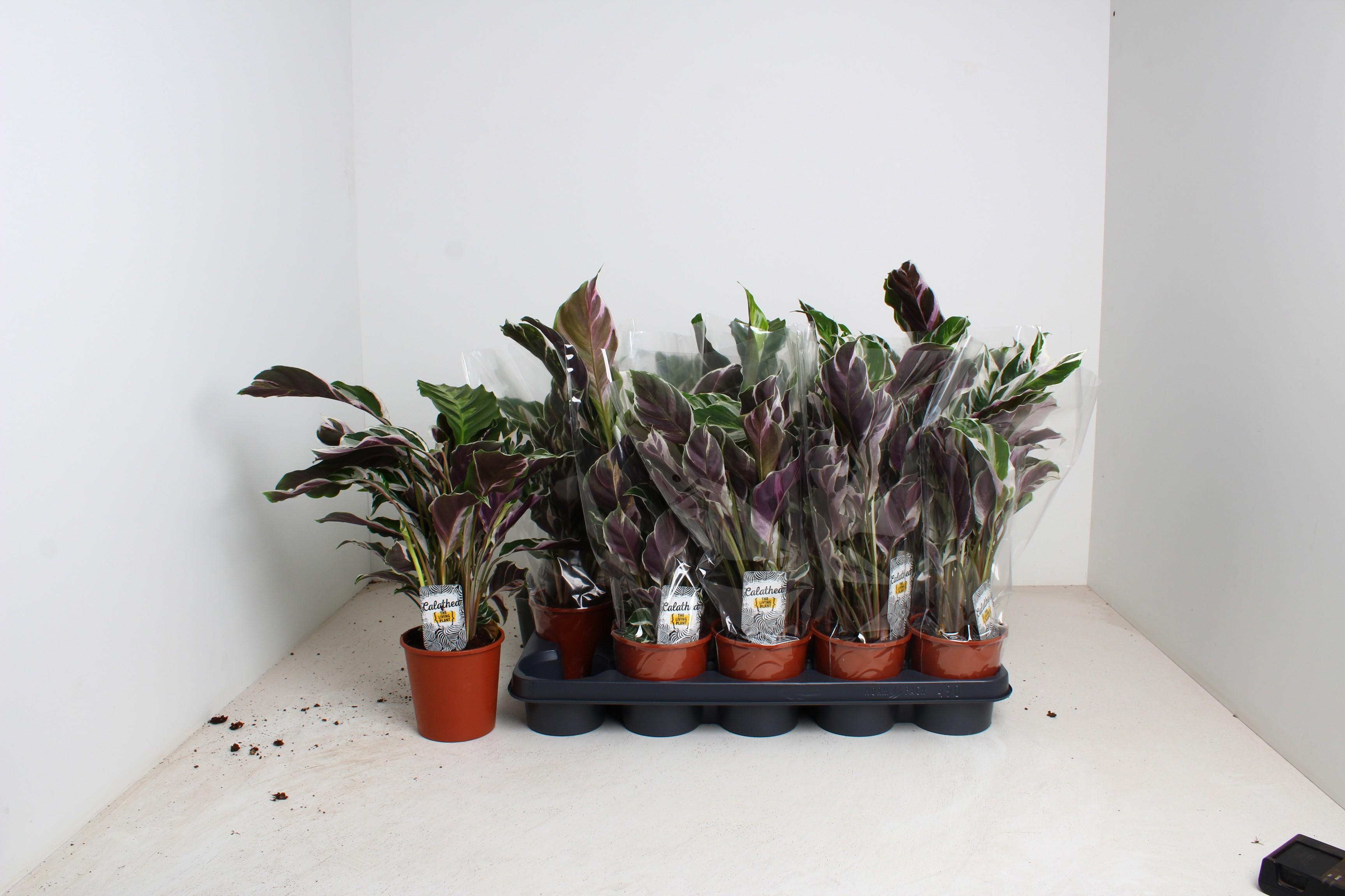 Горшечные цветы и растения оптом Calat Fusion White P12 от 10шт из Голландии с доставкой по России