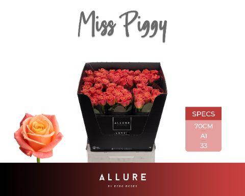 Срезанные цветы оптом Rosa large miss piggy Allure от 60шт из Голландии с доставкой по России