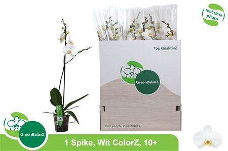 Горшечные цветы и растения оптом Phal Ov Wit 1 Branche 10+ от 12шт из Голландии с доставкой по России
