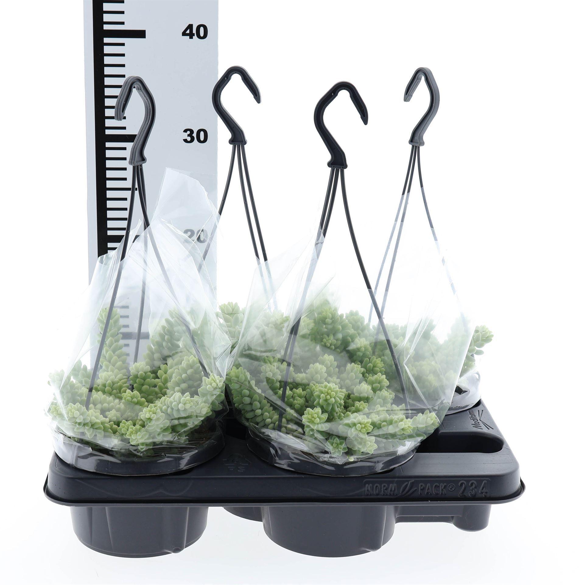 Горшечные цветы и растения оптом Sedum Burrito от 4шт из Голландии с доставкой по России