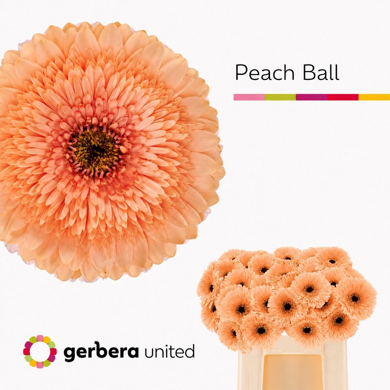 Срезанные цветы оптом Gerbera pomponi peach ball A от 50шт из Голландии с доставкой по России