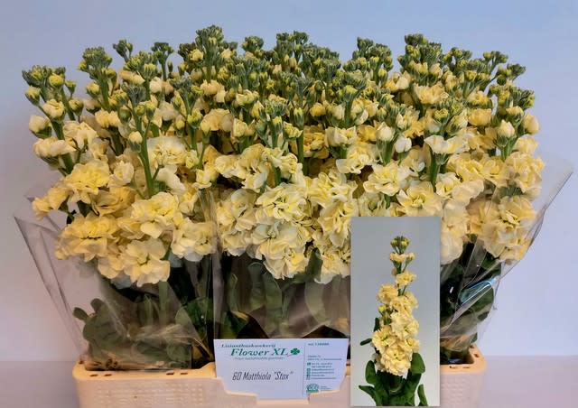 Срезанные цветы оптом Matthiola cream от 50шт из Голландии с доставкой по России