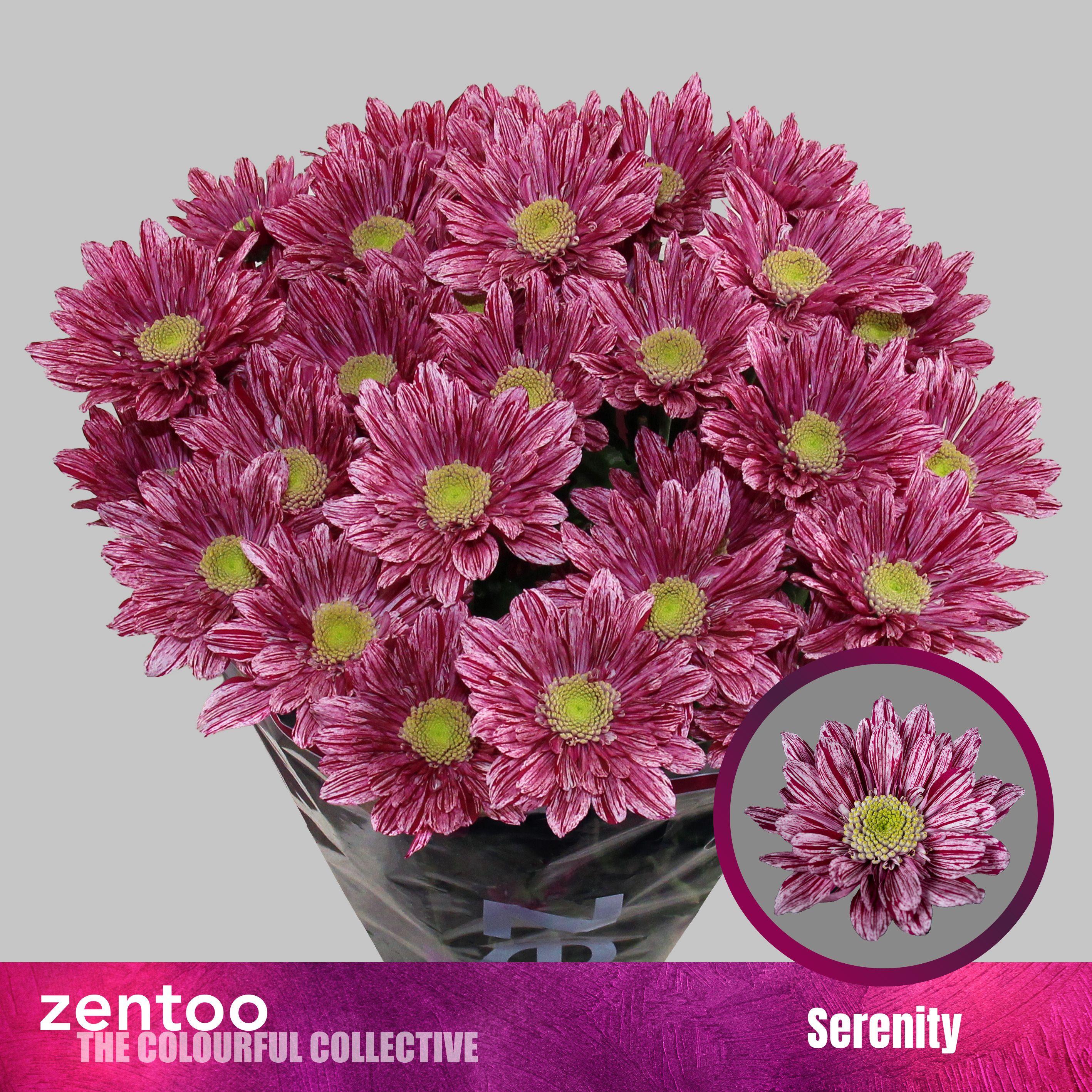 Срезанные цветы оптом Chrys sp serenity от 80шт из Голландии с доставкой по России